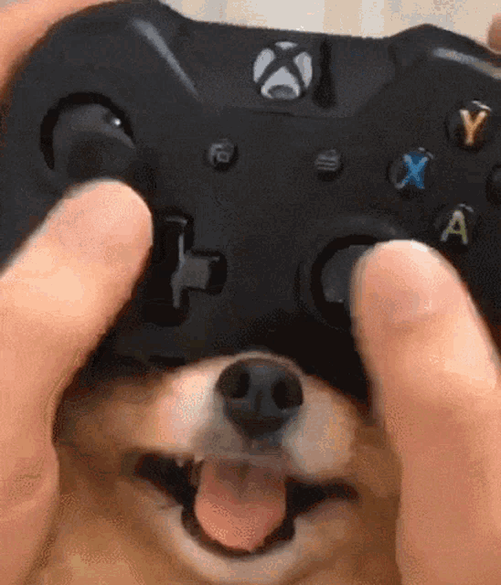 dog-xbox-controller.gif